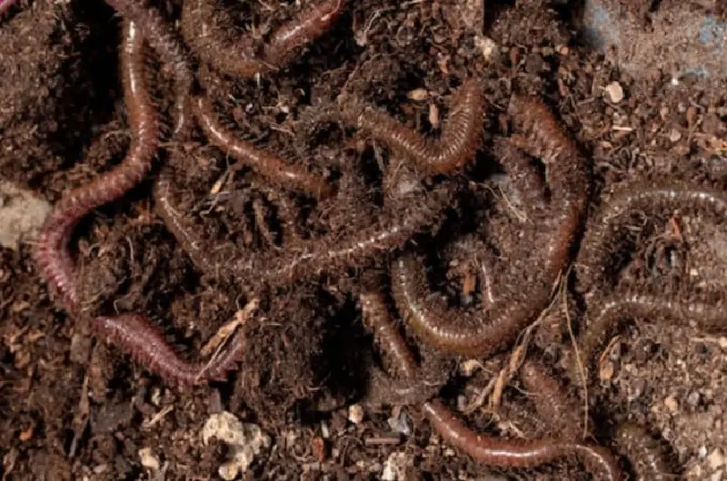 آیا کرم ها چشم دارند