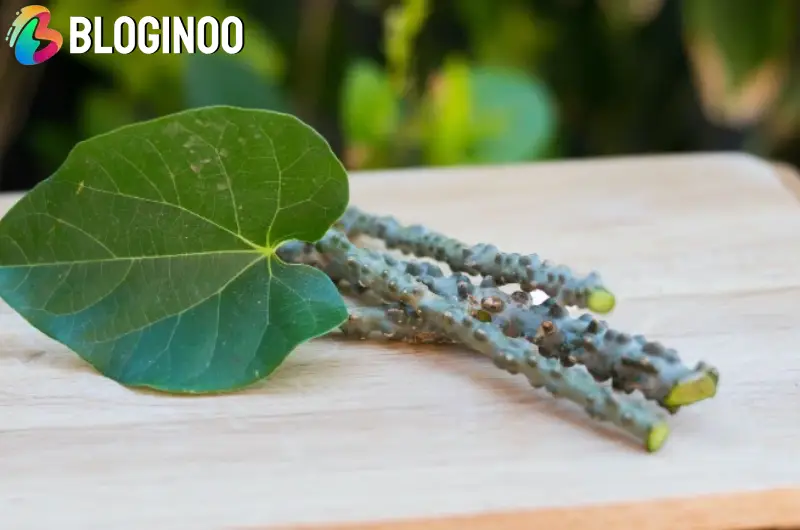 گیلوی چیست؟ خواص و عوارض گیاه دارویی (تینوسپورا کوردیفولیا)